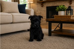 Cabo - Scottish Terrier for sale