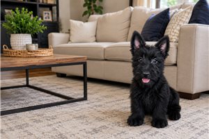 April - Scottish Terrier, placed in Salina