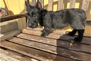 Brielle - Scottish Terrier for sale