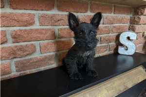 Delta - Scottish Terrier for sale