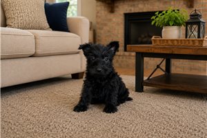Cadette - Scottish Terrier, placed in Salina