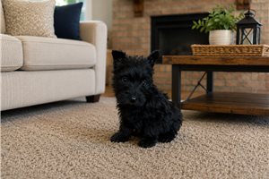 Cadence - Scottish Terrier for sale