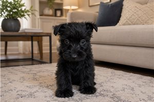 Cabaret - Scottish Terrier for sale