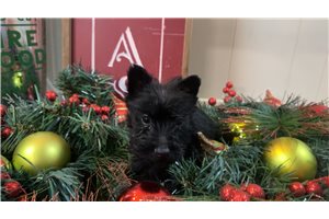 Bella - Scottish Terrier for sale