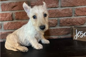 Elton - Scottish Terrier for sale