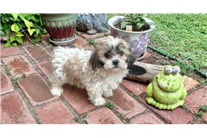Bess - Shichon for sale
