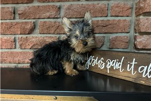 Jetty - Silky Terrier for sale