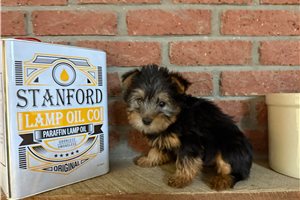 Pete - Silky Terrier for sale