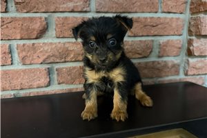 Montana - puppy for sale