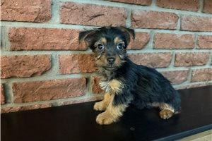 Lana - puppy for sale