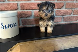 Penny - Silky Terrier for sale