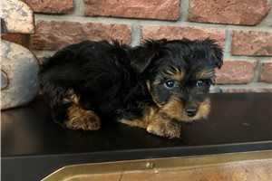 Dustin - Silky Terrier for sale