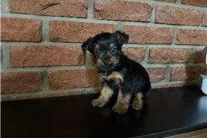 Gregory - Silky Terrier for sale