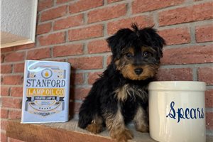 Kingston - Silky Terrier for sale