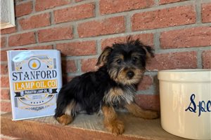 Mickey - Silky Terrier for sale