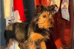 Lamiri - Silky Terrier for sale