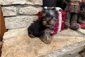 Angus - Silky Terrier for sale