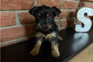 Gracie - Silky Terrier for sale