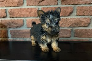 Pistol - Silky Terrier for sale