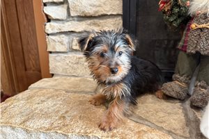 Zeus - Silky Terrier for sale