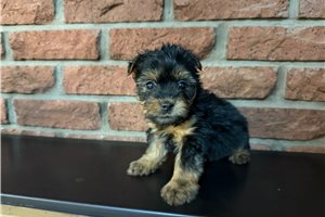Meeko - puppy for sale