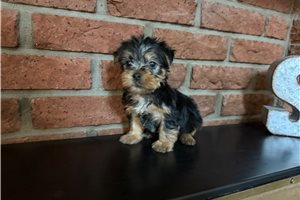 Ferdinand - Silky Terrier for sale