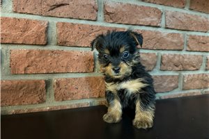 Mortimer - puppy for sale