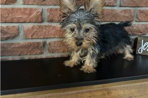 Liam - Silky Terrier for sale