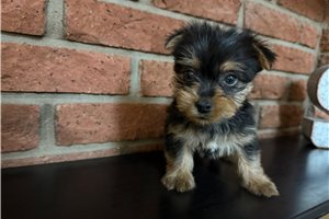 Fergie - Silky Terrier for sale