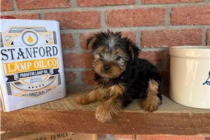Lilly - Silky Terrier for sale