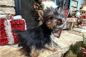 Andre - Silky Terrier for sale