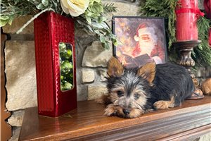 Zane - Silky Terrier for sale