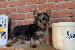 Paula - Silky Terrier for sale