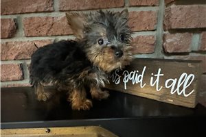 Monroe - Silky Terrier for sale