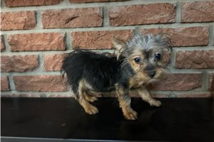 Mason - Silky Terrier for sale