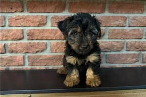 Kevin - Silky Terrier for sale