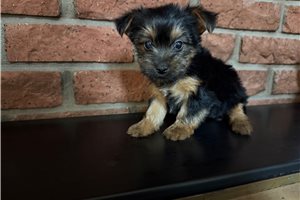 Greta - Silky Terrier for sale