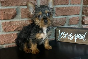 Mandy - Silky Terrier for sale
