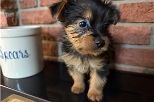 Poncho - puppy for sale