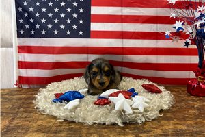 Faye - puppy for sale