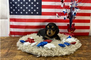 Fenway - puppy for sale