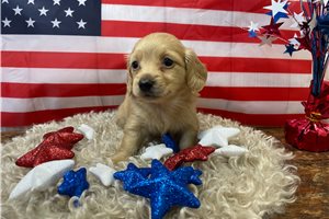 Emile - puppy for sale