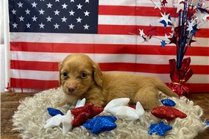 Febe - puppy for sale
