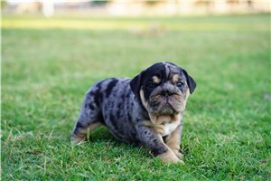 Alyssa - English Bulldog for sale