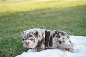 Paisley - English Bulldog for sale