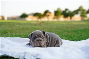 Amelia - English Bulldog for sale