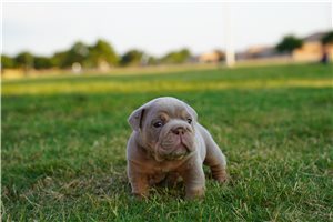 Aiden - English Bulldog for sale