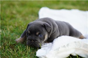 Ava - English Bulldog for sale