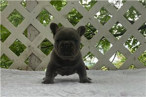 Meara - French Bulldog for sale