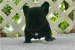 Mckenna - French Bulldog for sale
